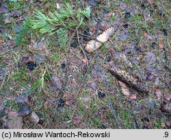 Pseudoplectania nigrella (czareczka czarniutka)