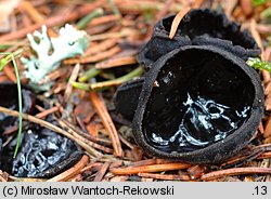 Pseudoplectania nigrella (czareczka czarniutka)