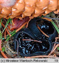 Pseudoplectania nigrella (czareczka czarniutka)