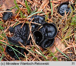 Pseudoplectania nigrella (czareczka czarniutka)