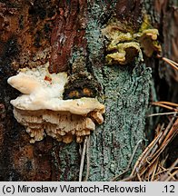 Diplomitoporus flavescens (wrośniaczek sosnowy)