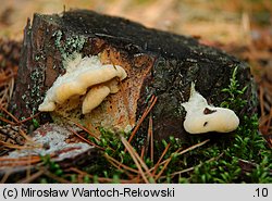 Diplomitoporus flavescens (wrośniaczek sosnowy)