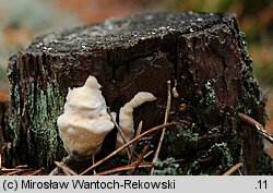 Diplomitoporus flavescens (wrośniaczek sosnowy)