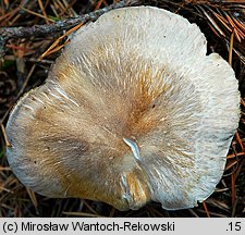 Tricholoma apium (gąska selerowa)