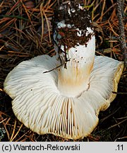 Tricholoma apium (gąska selerowa)