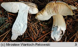 Tricholoma apium (gąska selerowa)