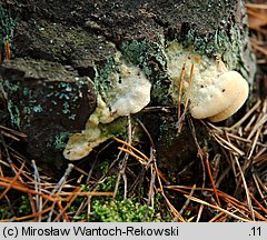 Diplomitoporus flavescens (wrośniaczek sosnowy)