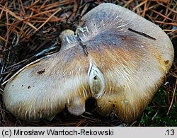 Tricholoma apium (gąska selerowa)