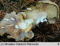 Tricholoma apium (gąska selerowa)