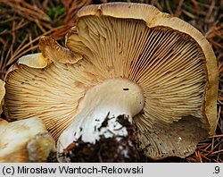 Tricholoma apium (gąska selerowa)