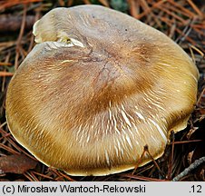 Tricholoma apium (gąska selerowa)