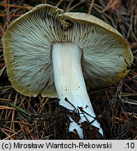 Tricholoma apium (gąska selerowa)