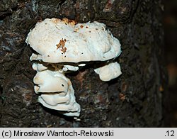 Diplomitoporus flavescens (wrośniaczek sosnowy)