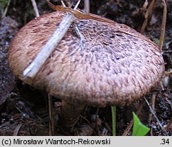 Cystoagaricus sylvestris (kruchopieczarka topolowa)