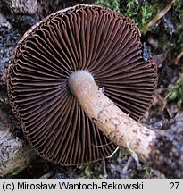 Cystoagaricus sylvestris (kruchopieczarka topolowa)