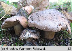 Tricholoma populinum (gąska topolowa)