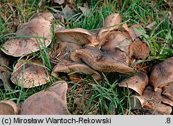 Tricholoma populinum (gąska topolowa)