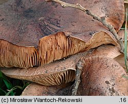 Tricholoma populinum (gąska topolowa)