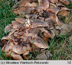 Tricholoma populinum (gąska topolowa)