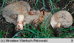 Tricholoma populinum (gąska topolowa)