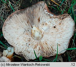 Tricholoma populinum (gąska topolowa)