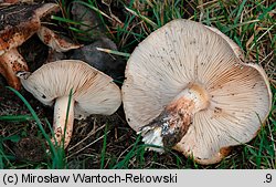 Tricholoma populinum (gąska topolowa)