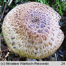 Cystoagaricus sylvestris (kruchopieczarka topolowa)