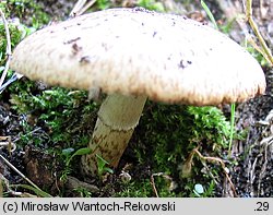 Cystoagaricus sylvestris (kruchopieczarka topolowa)