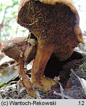 Buchwaldoboletus lignicola (złociec czerwonawy)