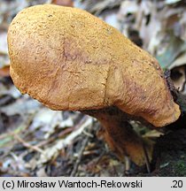 Buchwaldoboletus lignicola (złociec czerwonawy)