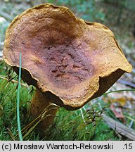 Buchwaldoboletus lignicola (złociec czerwonawy)