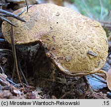 Buchwaldoboletus lignicola (złociec czerwonawy)