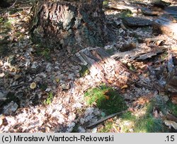 Buchwaldoboletus lignicola (złociec czerwonawy)