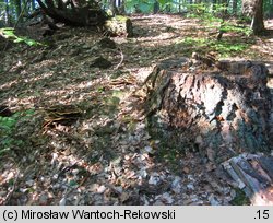 Buchwaldoboletus lignicola (złociec czerwonawy)