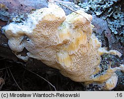 Diplomitoporus flavescens (wrośniaczek sosnowy)