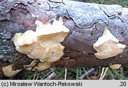 Diplomitoporus flavescens (wrośniaczek sosnowy)