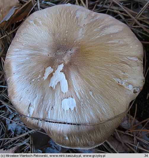 Tricholoma apium (gąska selerowa)