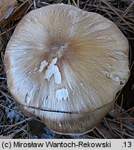 Tricholoma apium (gąska selerowa)