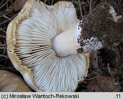 Tricholoma apium (gąska selerowa)