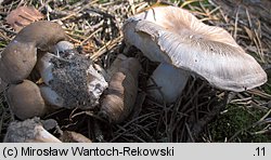 Tricholoma apium (gąska selerowa)