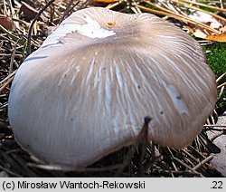 Tricholoma apium (gąska selerowa)