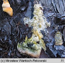 Diplomitoporus flavescens (wrośniaczek sosnowy)