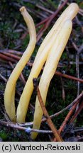 Clavaria argillacea (goździeniec gliniasty)