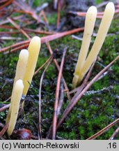 Clavaria argillacea (goździeniec gliniasty)