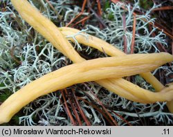 Clavaria argillacea (goździeniec gliniasty)