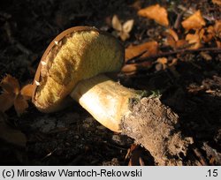 Caloboletus calopus (gorzkoborowik żółtopory)