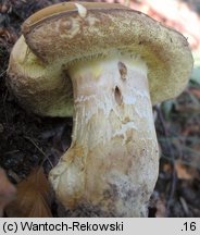 Caloboletus calopus (gorzkoborowik żółtopory)