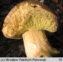 Caloboletus calopus (gorzkoborowik żółtopory)