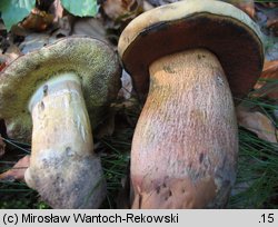 Caloboletus calopus (gorzkoborowik żółtopory)