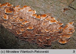 Mensularia nodulosa (błyskoporek guzkowaty)